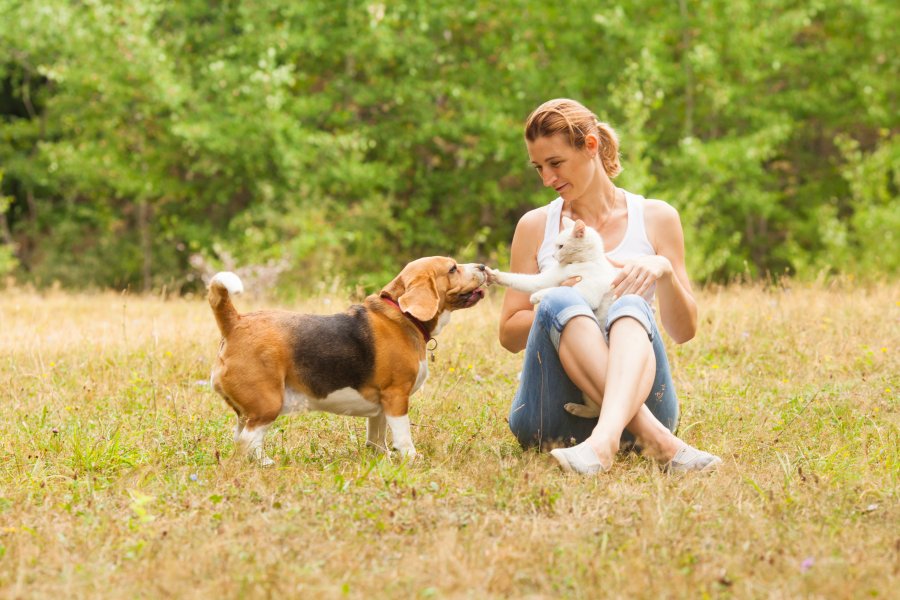 How to Vet a Pet Sitter on Rover or Wag: A Practical Checklist