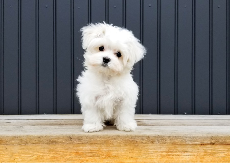 5 Red Flags on a Website That Suggest a Puppy Mill